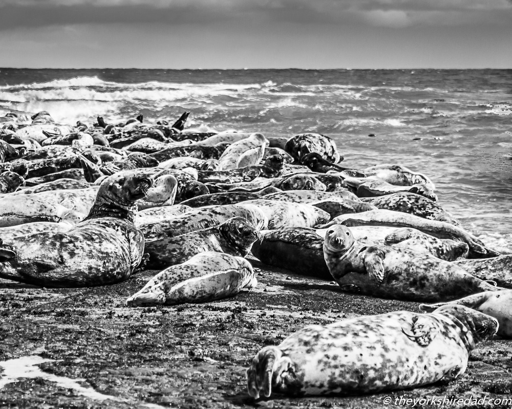 Seals on the rocks at Ravenscar | The Yorkshire Dad of 4