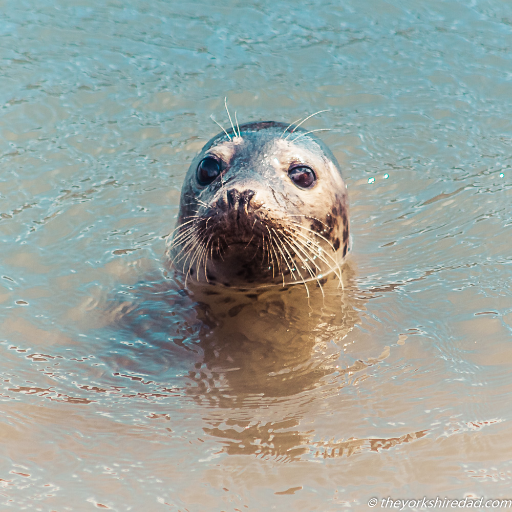 Seal in the water | The Yorkshire Dad of 4