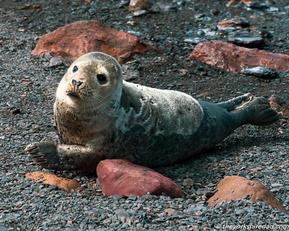 A young grey seal at Ravenscar | The Yorkshire Dad of 4
