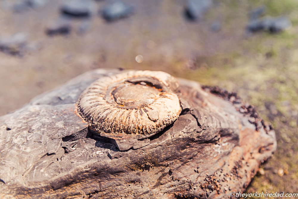 Fossils at Ravenscar | The Yorkshire Dad of 4